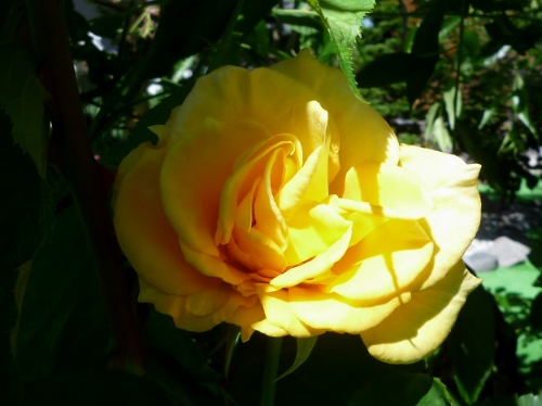 P1150248 (500x374).jpg