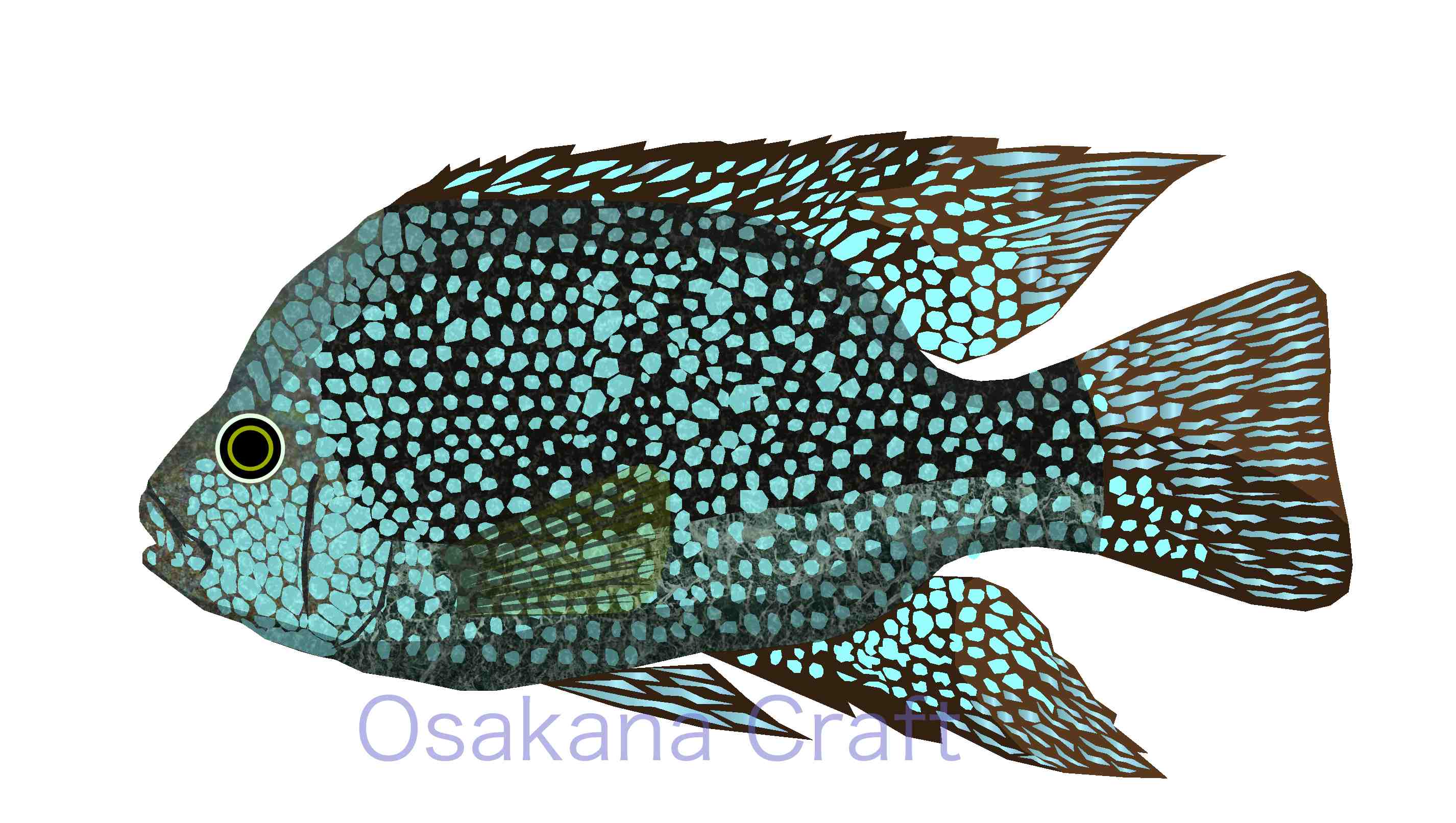 中米シクリッド Cichlid Central America Osakana Craft イラスト熱帯魚図鑑 楽天ブログ