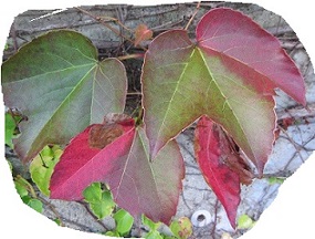 紅葉２.jpg