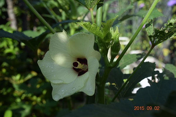 DSC_0008.JPG
