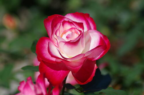 生田緑地ばら苑の秋薔薇