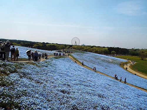 Nemophila-117.-b.jpg