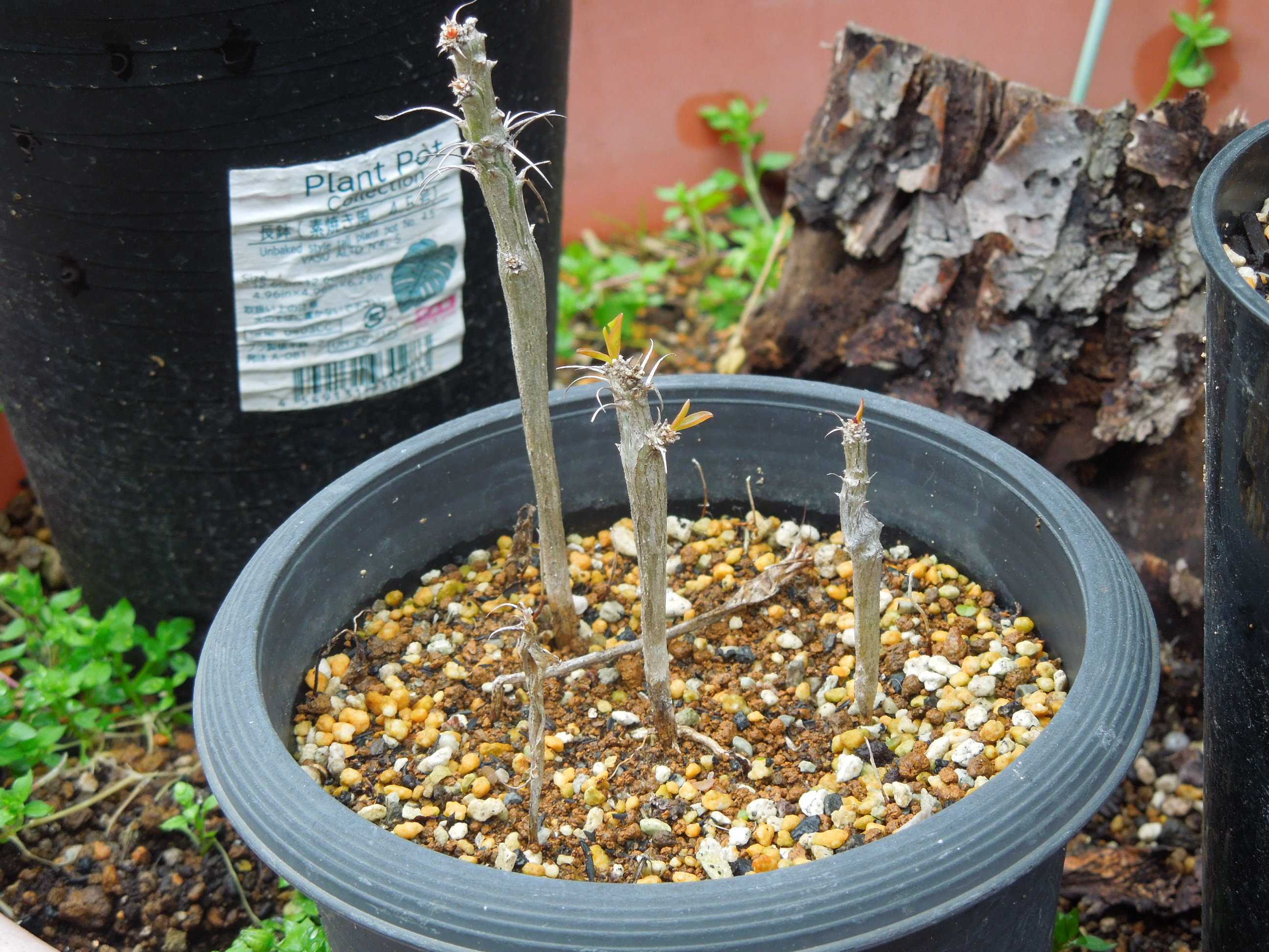 フォークイエリア・コルムナリス 観峰玉(Fouquieria columnaris)の実生