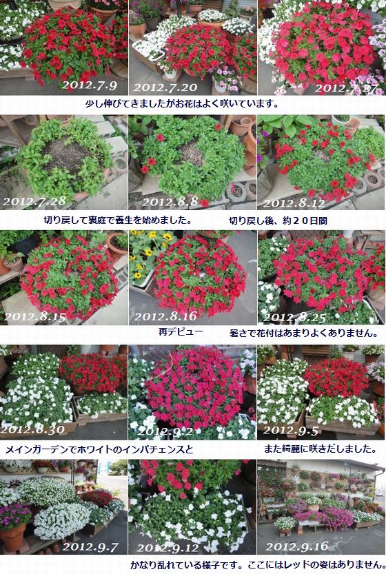 サフィニアレッドの開花記録