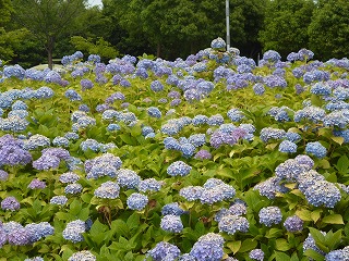 P1060788ss.jpg