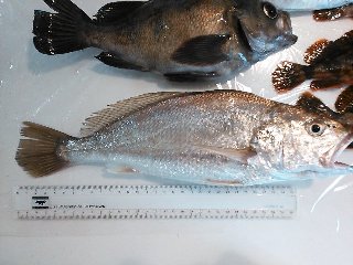 NCM_0835.JPG