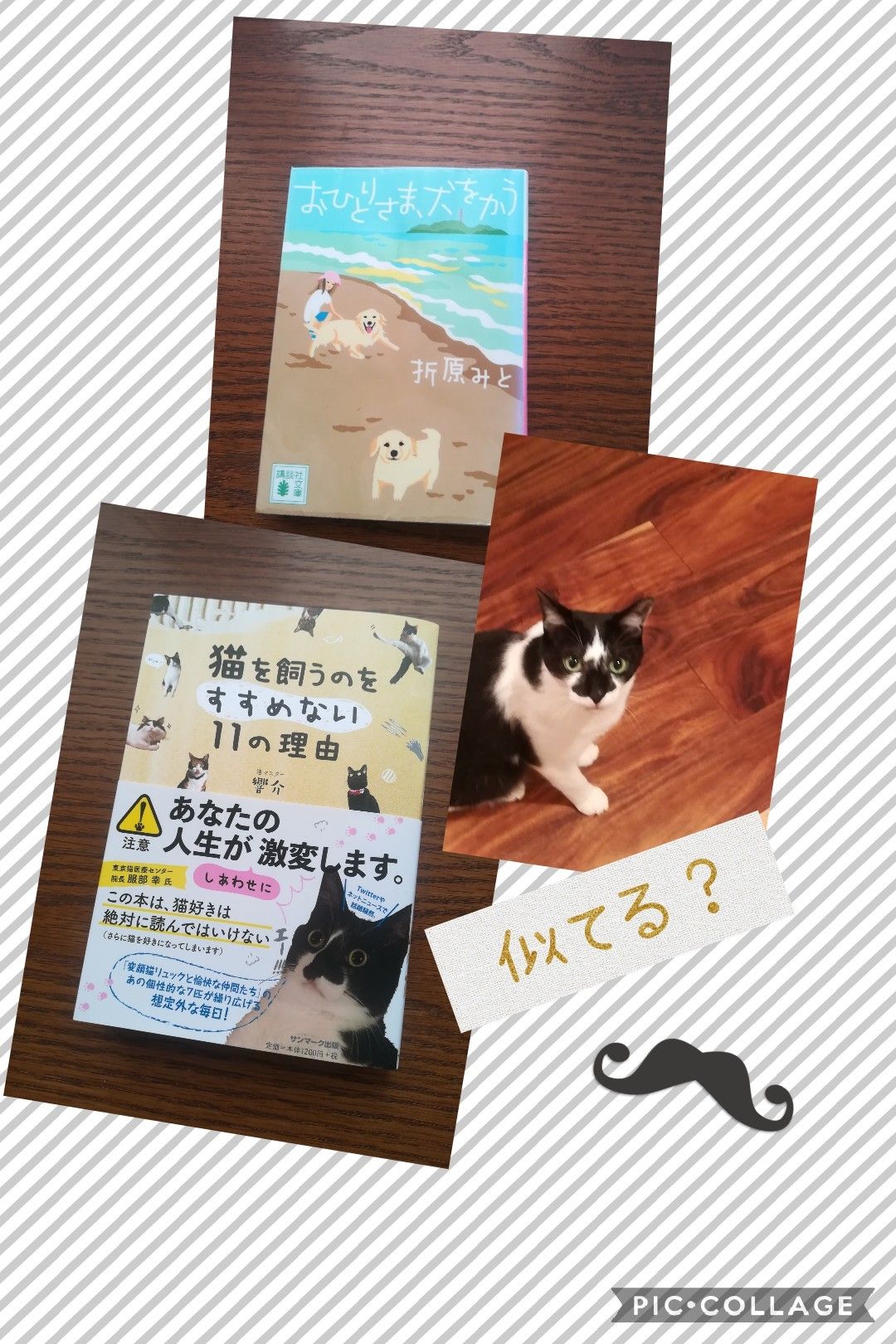 猫と本 Nekoneko ブログ 楽天ブログ