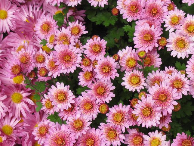 菊_0049.jpg
