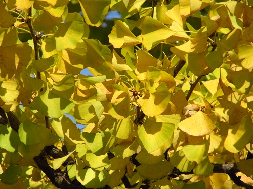 イチョウの紅葉。