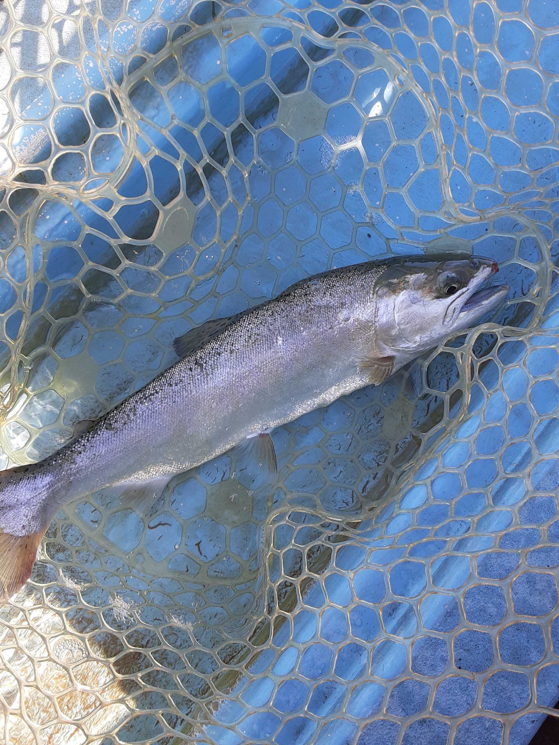 サクラマスを調理してみた タカの管釣り釣行記 楽天ブログ