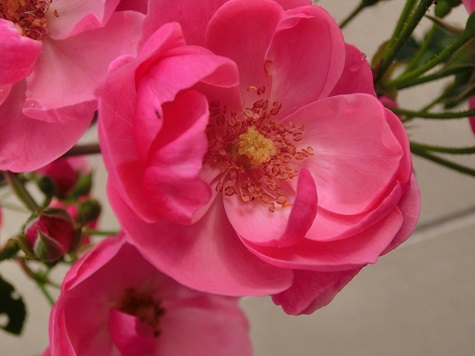 薔薇アンジェラ