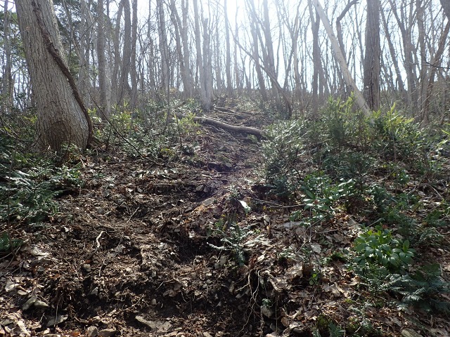 P4221248　11：35直登コース.jpg