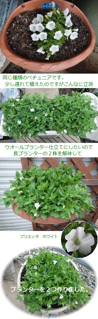 ブリエッタホワイトの植え替え