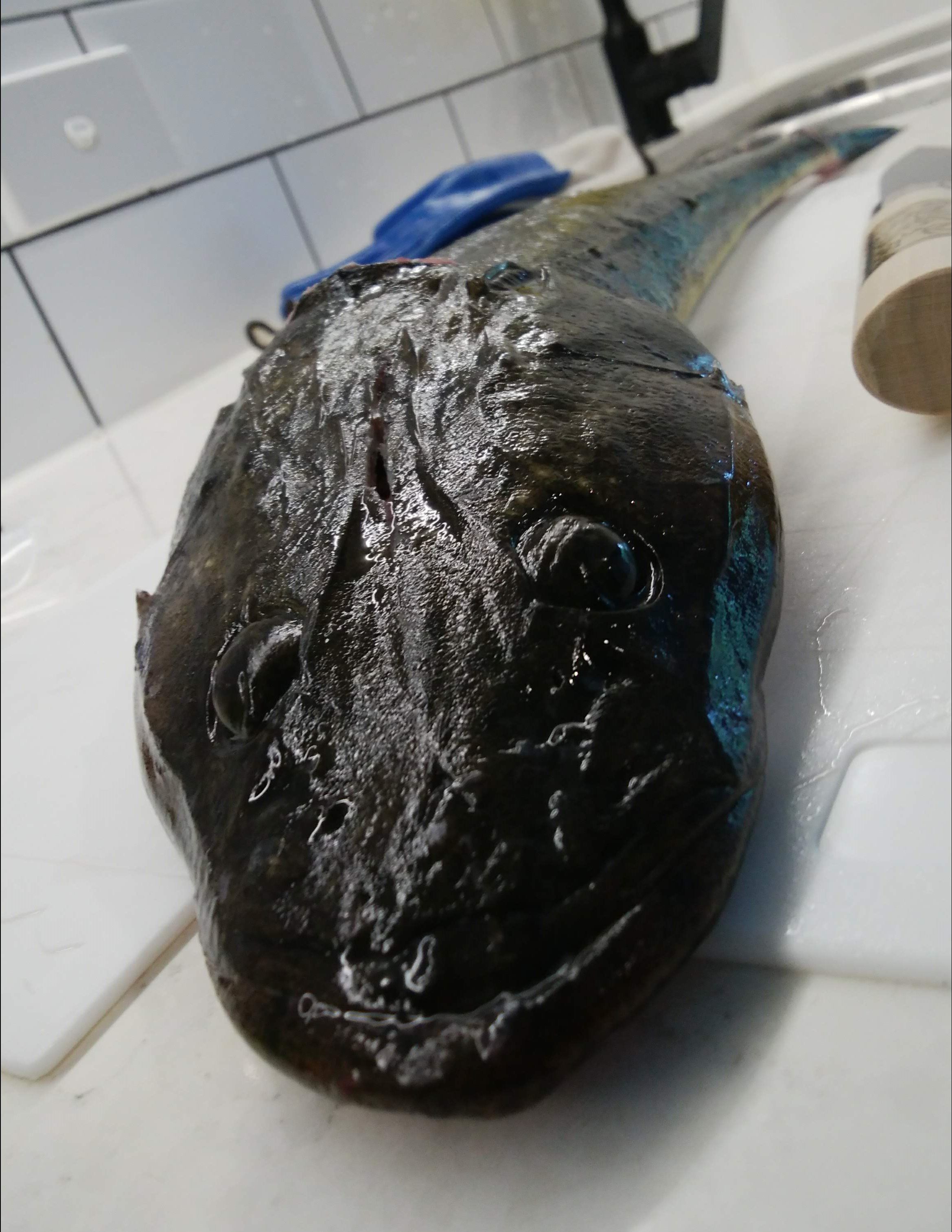 最近の釣果 ポスドク研究留学 In Gold Coast 楽天ブログ 最近の釣果 ポスドク研究留学 In Gold Coast 楽天ブログ