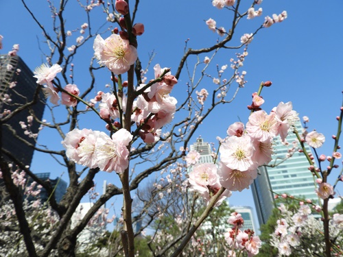 旧芝離宮恩賜庭園にて