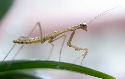 カマキリの子