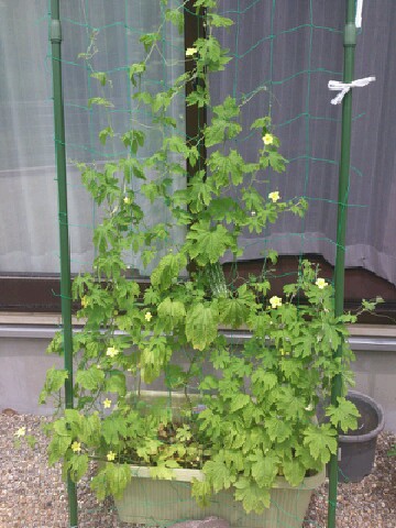 resizeman_20120723000435.jpg