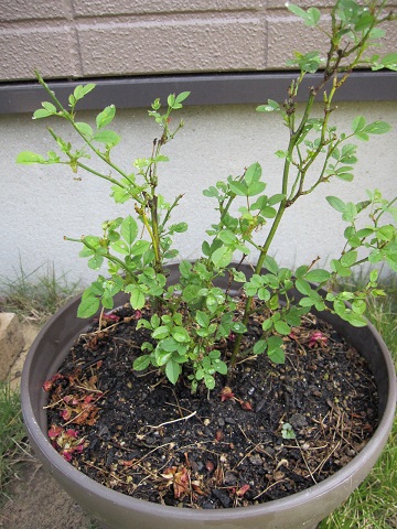 minibara