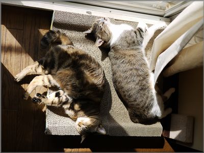 気持ち良さそー