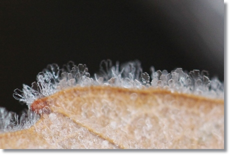 自宅の庭-6 初霜-6 13.12.9