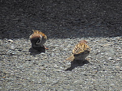 conv0483.JPG