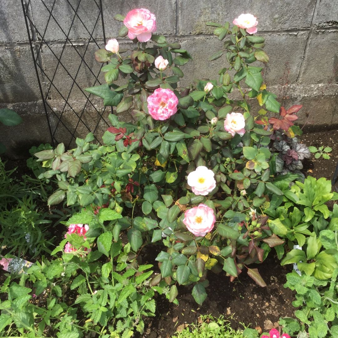 バラの家福袋栽培1年半とイブピアッチェの二番花 ばらと猫とフラメンコ 楽天ブログ