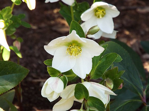 2-23 xmasrose-11-b.jpg