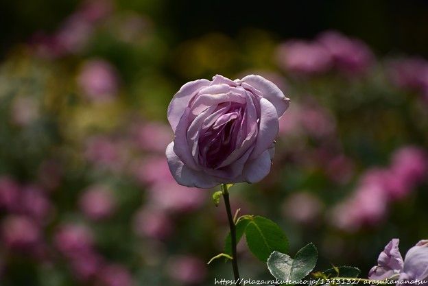 違いにもかかわらず、魚座は想像力と意欲を共有することで、火の星座(牡羊座、獅子座、射手座)と情熱的で創造的な関係を楽しむことができます。