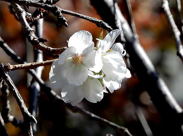 枝垂れ山桜5