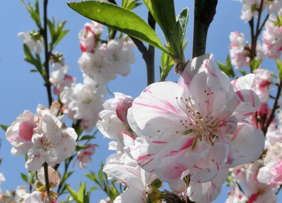 咲き誇る ハナモモ 花桃 だい のひとりごと 楽天ブログ