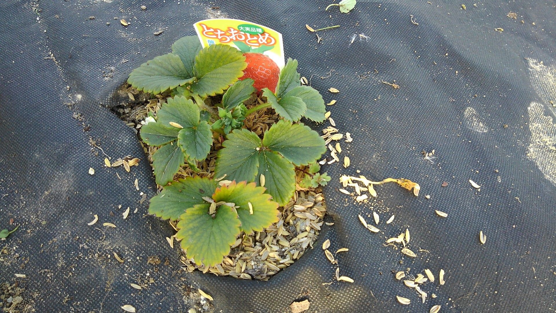 春が来たけどイチゴは冬みたい 農園ときどき猫 楽天ブログ