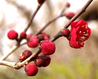 東谷山フルーツの里・梅が少し開花... 