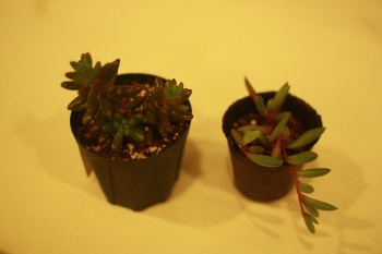 IMG_5820 (350x233).jpg