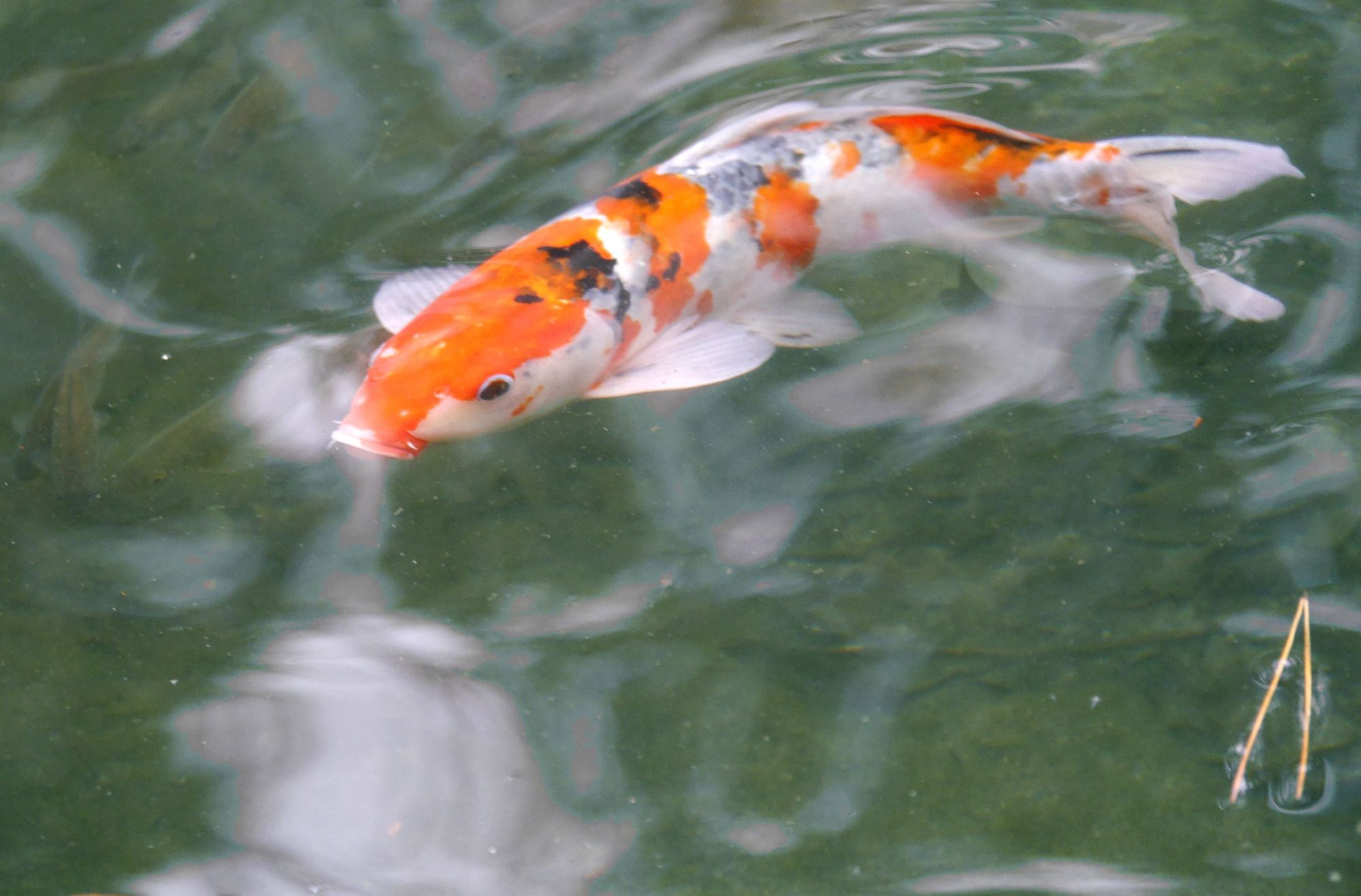 境内の池の鯉 春の小川の花鳥日記 楽天ブログ