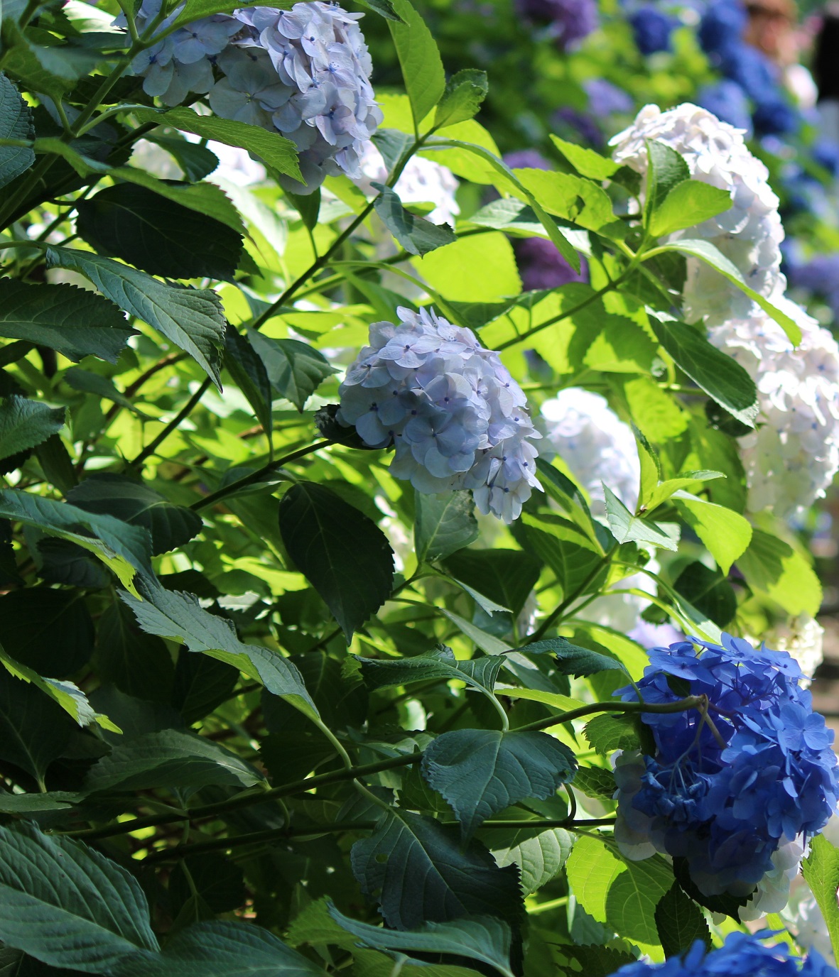 三室戸寺ブルーの紫陽花