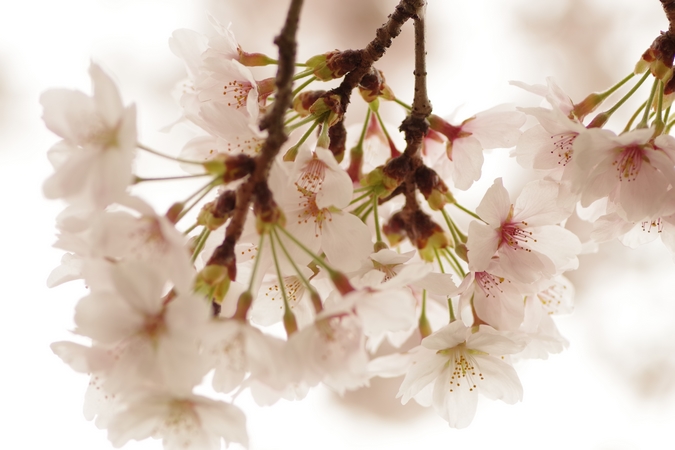 桜０６