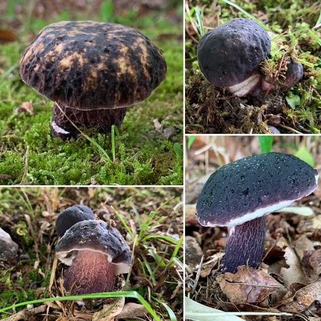 ムラサキヤマドリタケとヤマドリタケモドキの季節到来🍄 | papuchi