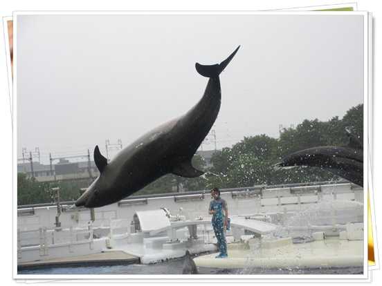 京都水族館 ラビットガーデンつれづれ便り 楽天ブログ