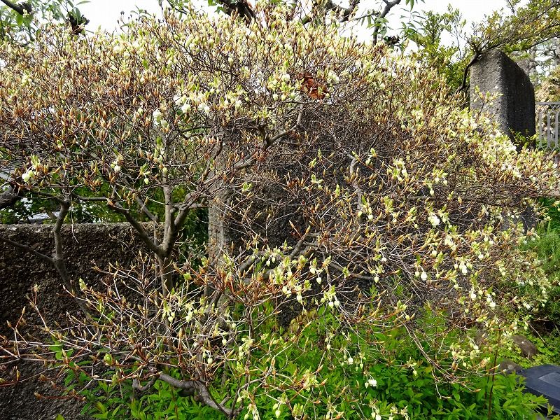 ４月３日 今日の一花 その２ ドウダンツツジ 満天星躑躅 灯台躑躅 Gazengamaのブログ 散歩中に出合った花と趣味の陶芸作品 楽天ブログ