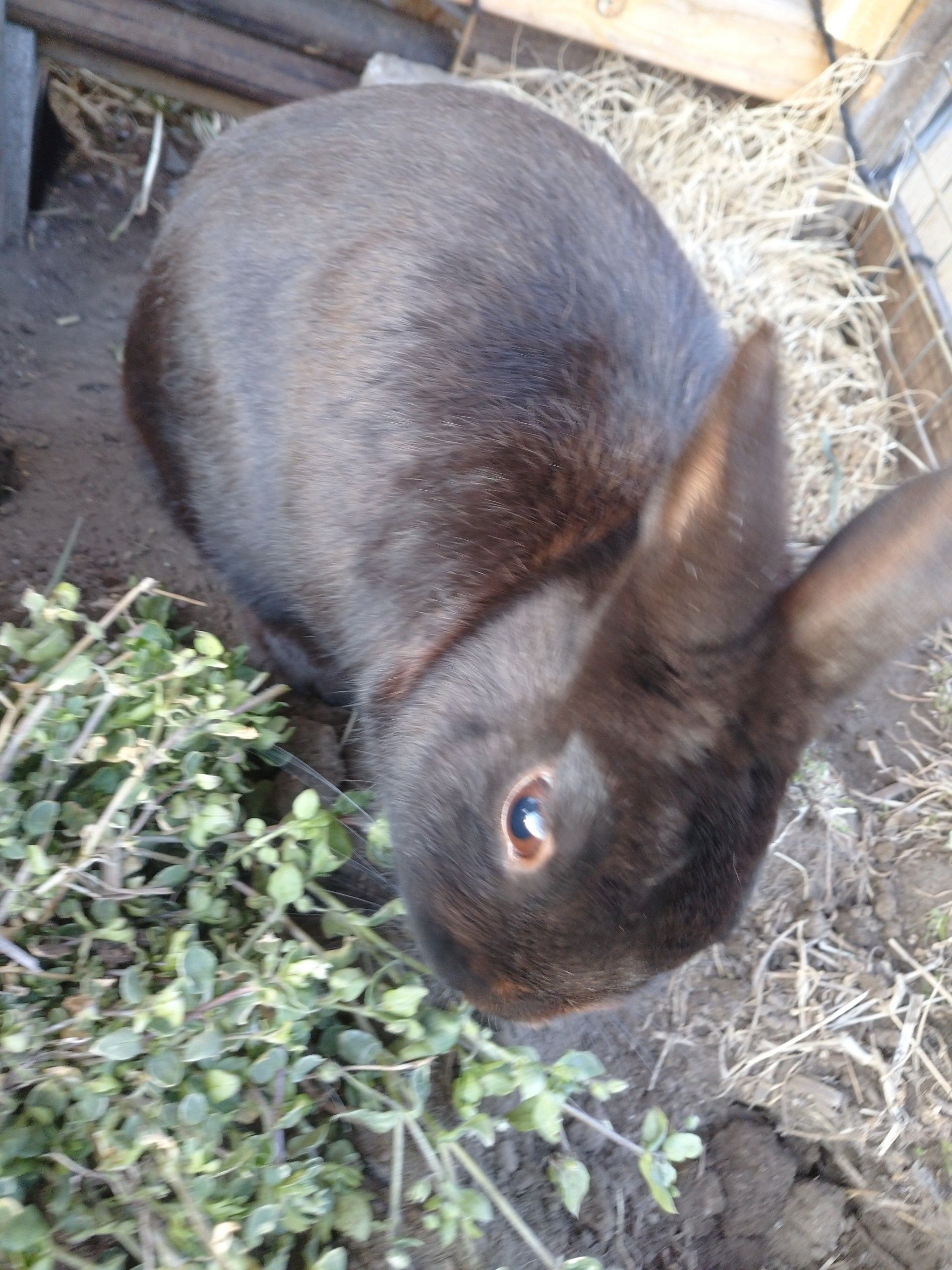 嫁うさぎのネザー うさぎの屋外飼育 ペット達と時々日記 楽天ブログ