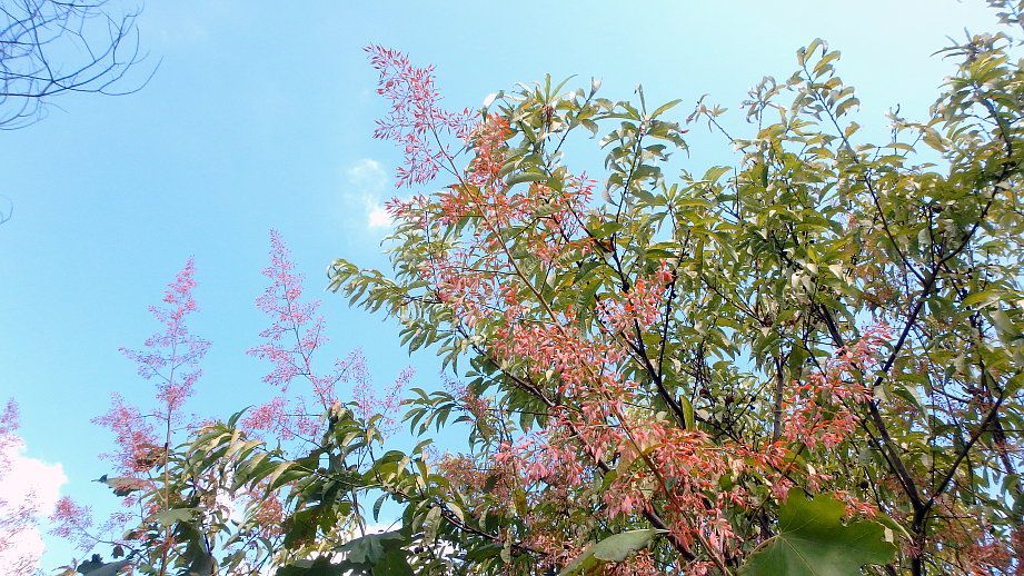 タケニグサ 皇帝ダリア オミナエシ カリガネソウ ほか 半田山植物園 ほか 楽天版じぶん更新日記 楽天ブログ