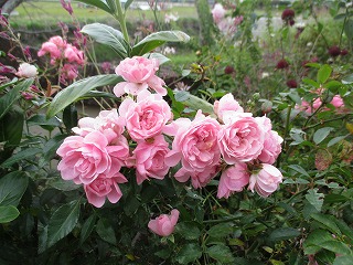 IMG_3936ss.jpg