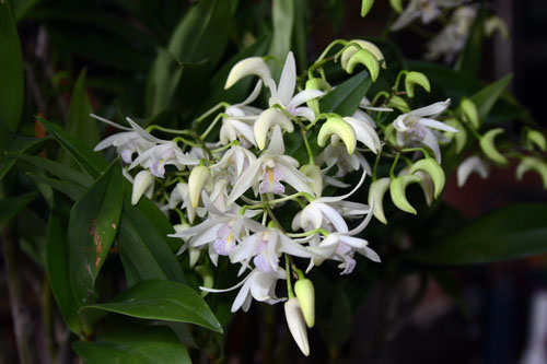 白ギンギアナム　27.3.13-2_edited-1.jpg