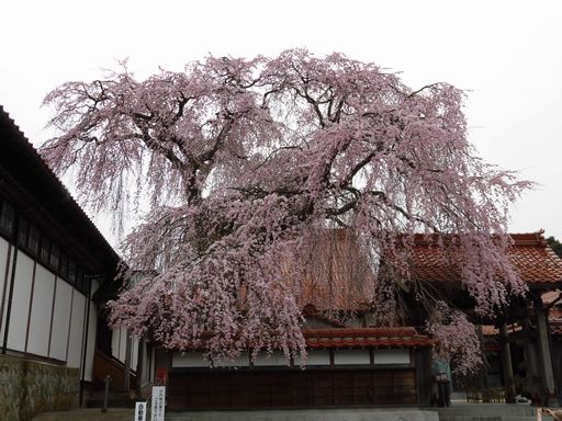 16.03.31桜９.JPG