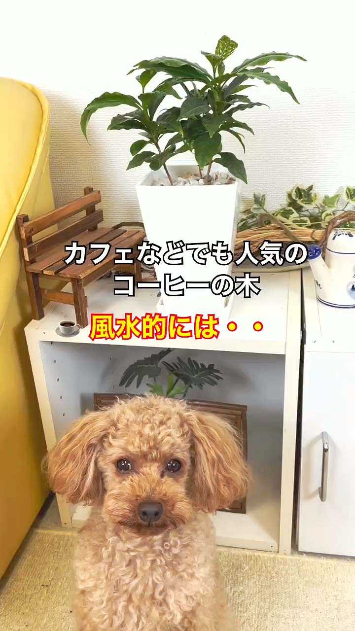 無料動画をlineで見れます コーヒーの木の風水と花言葉は 編 観葉植物でリラックス 楽天ブログ