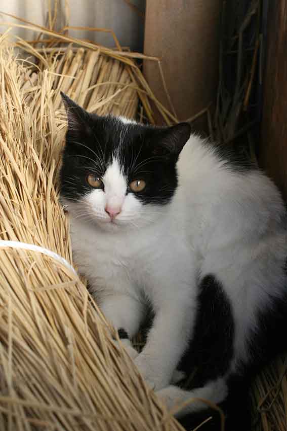 我が家のニャンコ♪2016/1/29-03