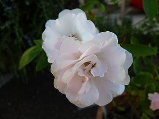 P1240287ss.jpg
