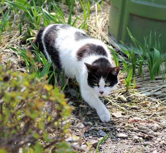 我が家のニャンコ♪2014/03/17-3