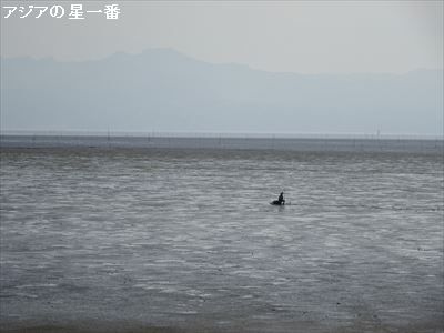 20160523 有明湾干潟18