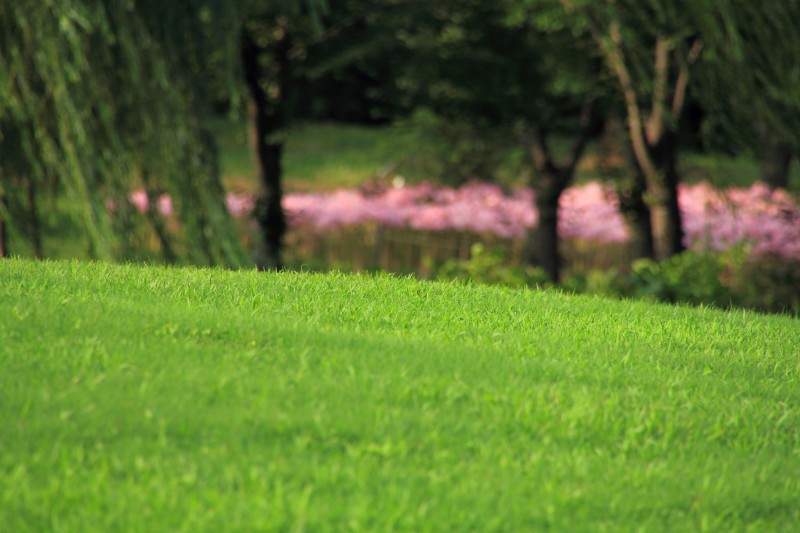 万博公園ナツズイセン_005.jpg